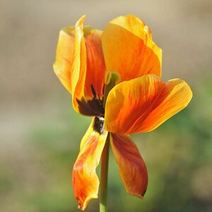 Tulpe am Ende