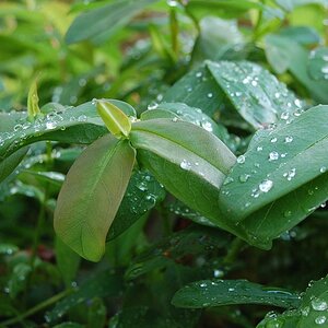 Im Garten
