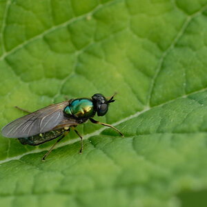 Makro 1