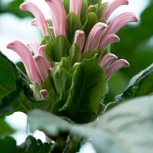 2009 04 18 0036