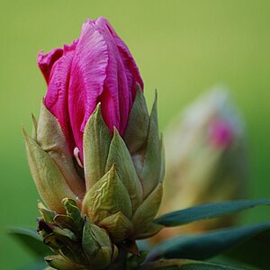 Rhododendron4