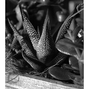 DSC0009a