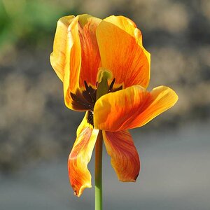 Tulpe 2