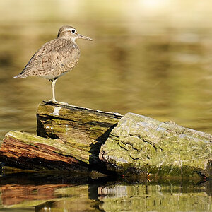 Titel: DSC9715
Kamera: D300 + AF-I 300mm f2.8 + TC-20EII = 600mm f10
Ort: Biggesee im Sauerland