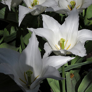 Tulpen ( 18-200 )