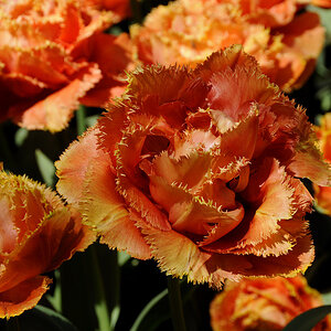 Tulpen ( 18-200 )