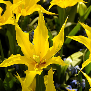 Tulpen ( 18-200 )