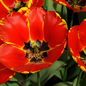 Tulpen ( 18-200 )