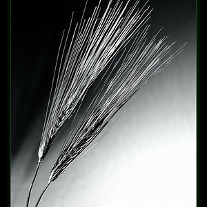 Test 50 1.4