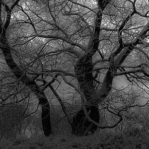 comp DSC 2216
