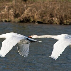 Synchronfliegen