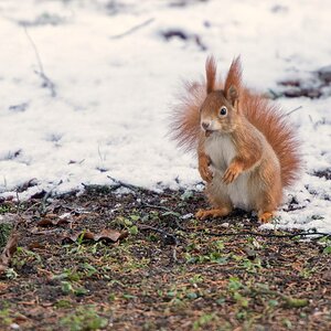 Eichhörnchen, Natur
