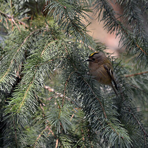 DSC 1212 Goldhähnchen 1000