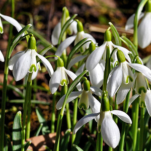 DSC 3622 Schneeglöcken