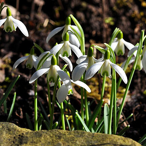 DSC 3625 Schneeglöckchen