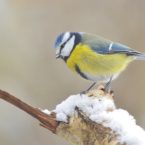 DSC 3209 Blaumeise