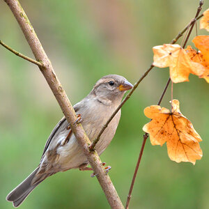 DSC 2889 Spatz