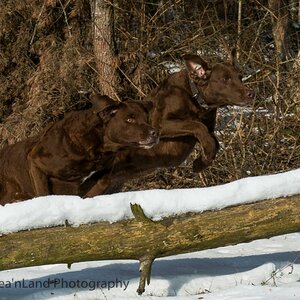 Sea'nLand Chesapeake Bay Retriever