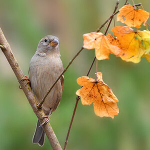 DSC 2892 Spatz