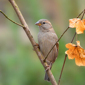 DSC 2893 Spatz