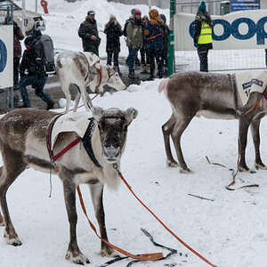 2015 Tromsö Rentierrennen 1