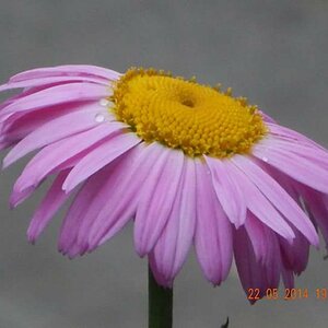 Blume mit Regentropfen