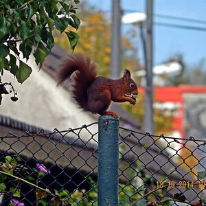 Eichhörnchen im Garten
