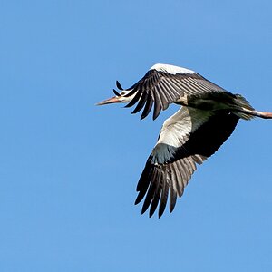 D71 0319 Storchenflug I