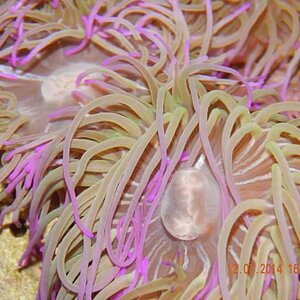 Anemone Sealife
