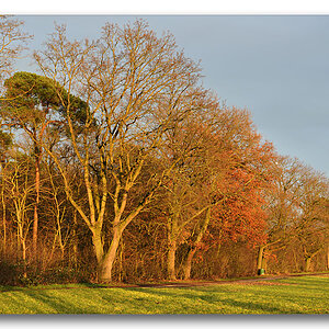 sonnenuntergang am waldrand