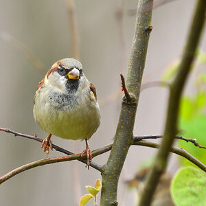 DSC 2531 Spatz