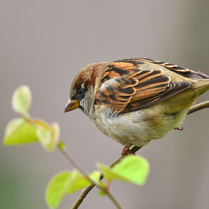 DSC 2534 Spatz