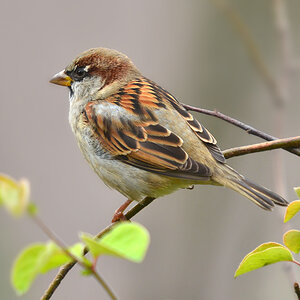 DSC 2537 Spatz