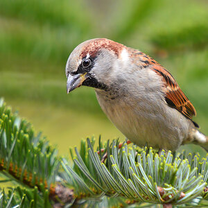 DSC 3479 Spatz