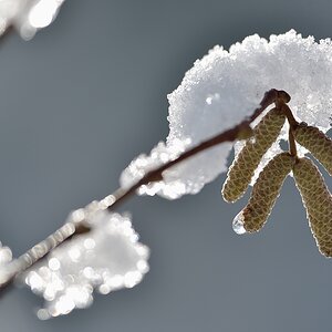 Haselblüten 012015