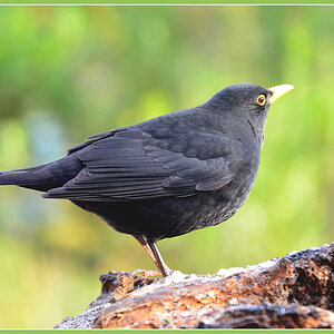 DSC 3304 Amsel