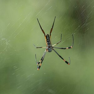 Eine Radnetzspinne wartet in ihrem Netz auf Beute.