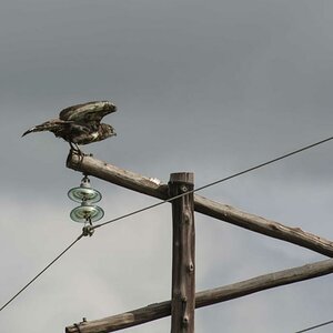 Ein Schlangenadler erhebt sich von seinem Aussichtspunkt.