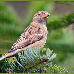 DSC 3487 Spatz