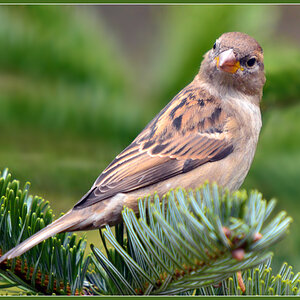 DSC 3488 Spatz