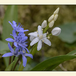 blausterne 3