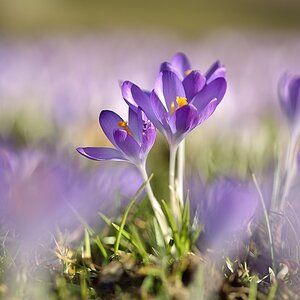 Krokus 032015 3