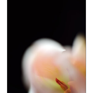 MozartPZ1 4959