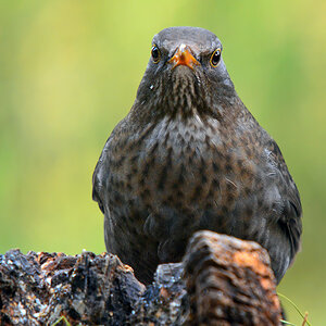 DSC 3349 Amsel