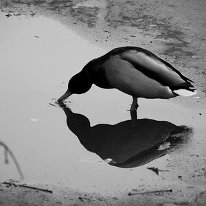 Ebenbild