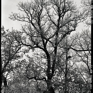 Baum 2