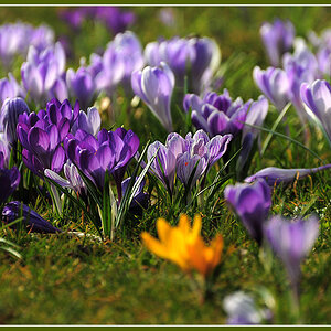 DSC 6164 Krokusse 1024 R