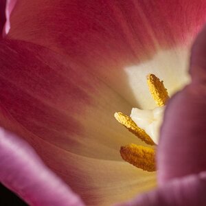Tulpe