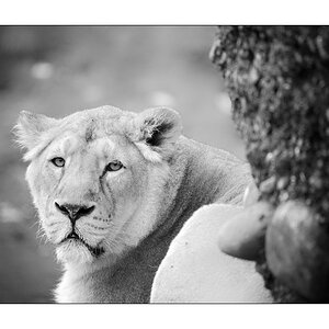 ZooPZ1 5553
