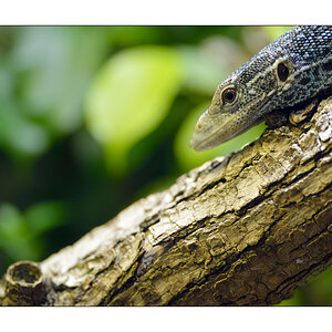 ZooPZ1 5617
